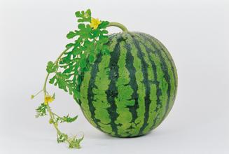 ʲô ЩʳԸ